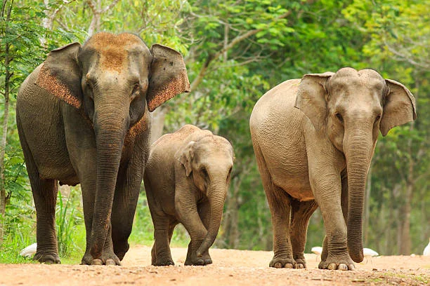 A family of elephants standing together in nature